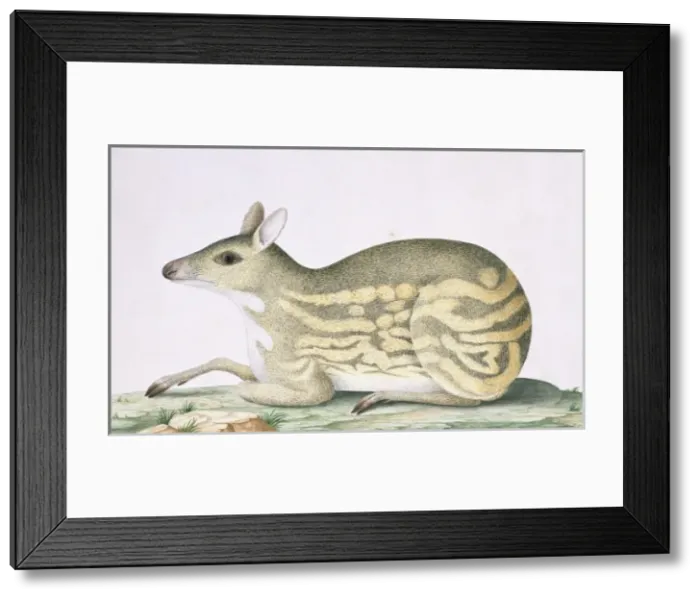 Framed Print : Moschiola meminna, Indian spotted chevrotain Framed Print : Moschiola meminna, Indian spotted chevrotain