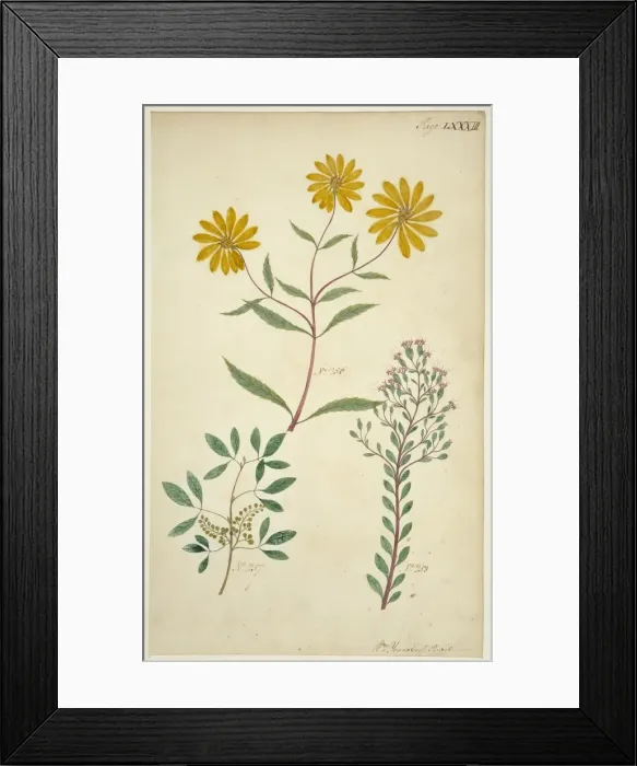 Framed Print : Plant drawing Framed Print : Plant drawing
