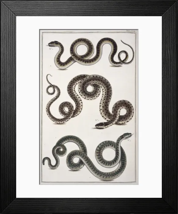 Framed Print : Snakes by Albertus Seba Framed Print : Snakes by Albertus Seba