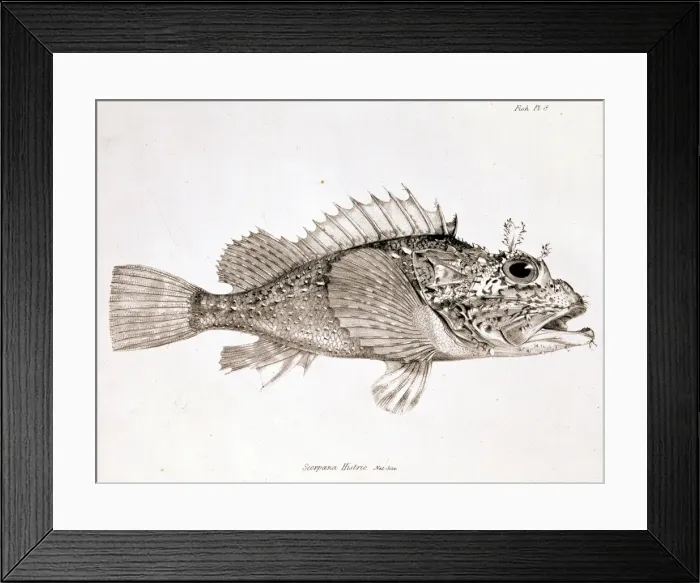 Framed Print : Scorpaena histrio, player scorpionfish Framed Print : Scorpaena histrio, player scorpionfish