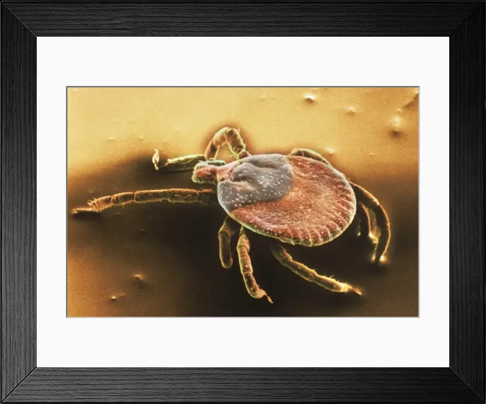 Framed Print : Amblyomma sp. hard backed tick Framed Print : Amblyomma sp. hard backed tick