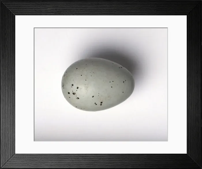 Framed Print : Turdus philomelos, song thrush egg Framed Print : Turdus philomelos, song thrush egg
