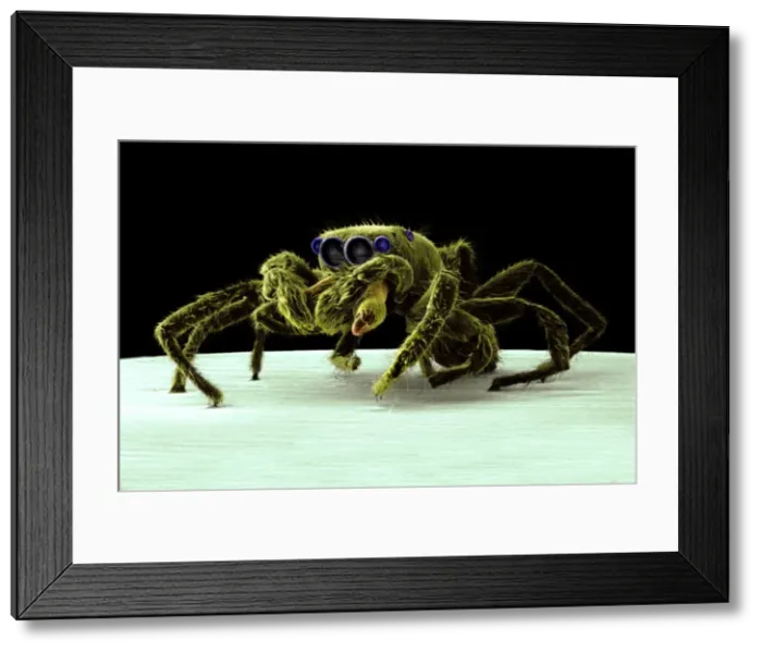Framed Print : Salticus senecus, zebra jumping spider Framed Print : Salticus senecus, zebra jumping spider