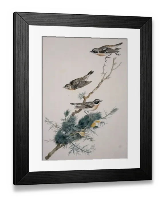 Framed Print : Saxicola rubetra, whinchat Framed Print : Saxicola rubetra, whinchat
