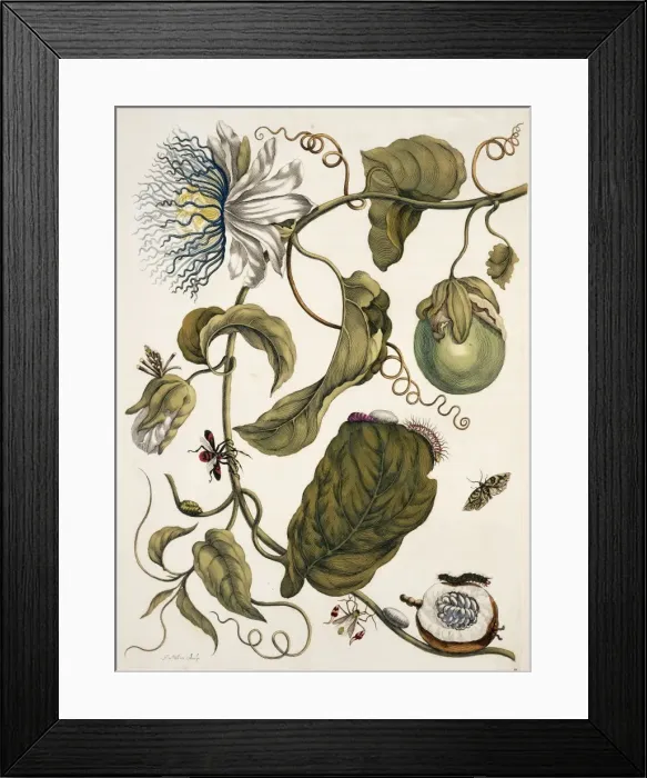 Framed Print : Insects of Surinam Framed Print : Insects of Surinam