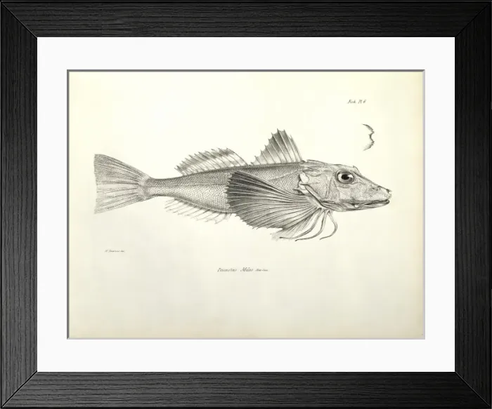 Framed Print : Prionotus miles, Galapagos gurnard Framed Print : Prionotus miles, Galapagos gurnard