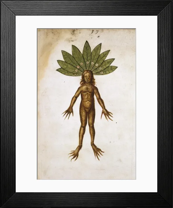 Framed Print : Mancragora officinarum, mandrake Framed Print : Mancragora officinarum, mandrake