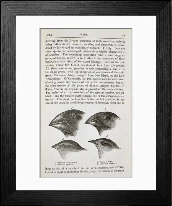 Framed Print : Four species of Galapagos finch Framed Print : Four species of Galapagos finch