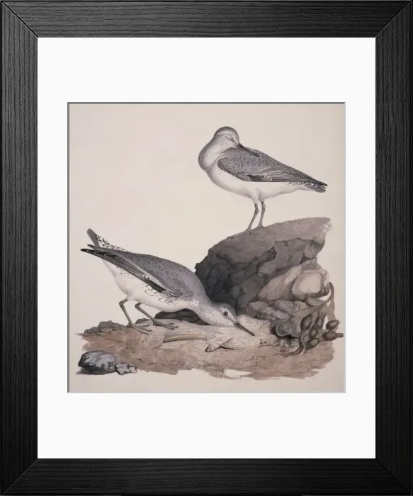 Framed Print : Calidris cantus, red knot Framed Print : Calidris cantus, red knot