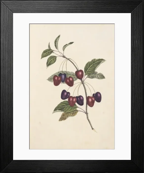 Framed Print : Prunus sp. cherry tree Framed Print : Prunus sp. cherry tree