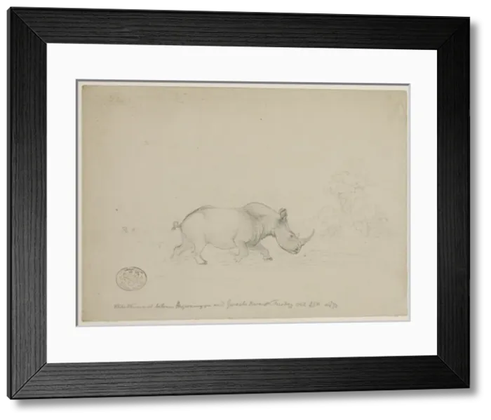Framed Print : Ceratotherium simum, white rhinoceros Framed Print : Ceratotherium simum, white rhinoceros