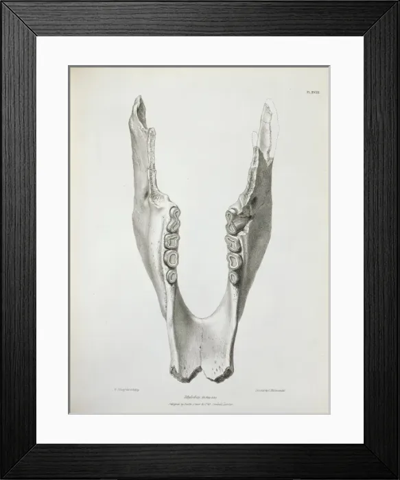 Framed Print : Mylodon darwinii, ground sloth Framed Print : Mylodon darwinii, ground sloth