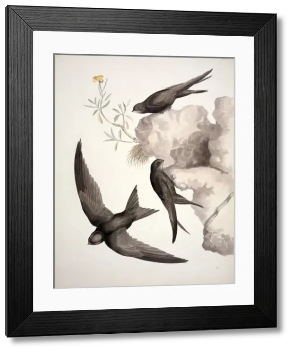 Framed Print : Apus apus, common swift Framed Print : Apus apus, common swift