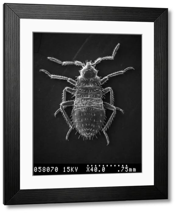Framed Print : Cimex lectularius, bed bug Framed Print : Cimex lectularius, bed bug