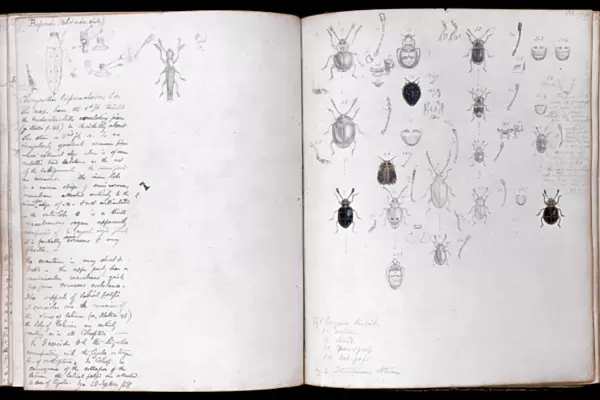 Beetles. Page spread of pencil and watercolour illustrations of beetles