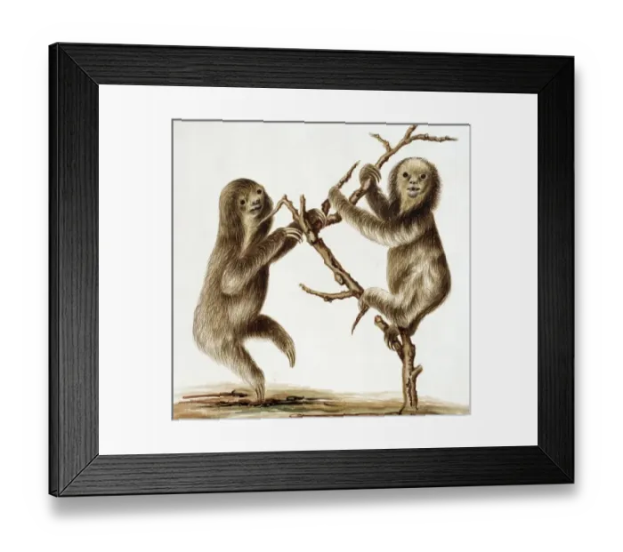 Framed Print : Bradypus tridactylus, pale-throated three-toed sloth Framed Print : Bradypus tridactylus, pale-throated three-toed sloth