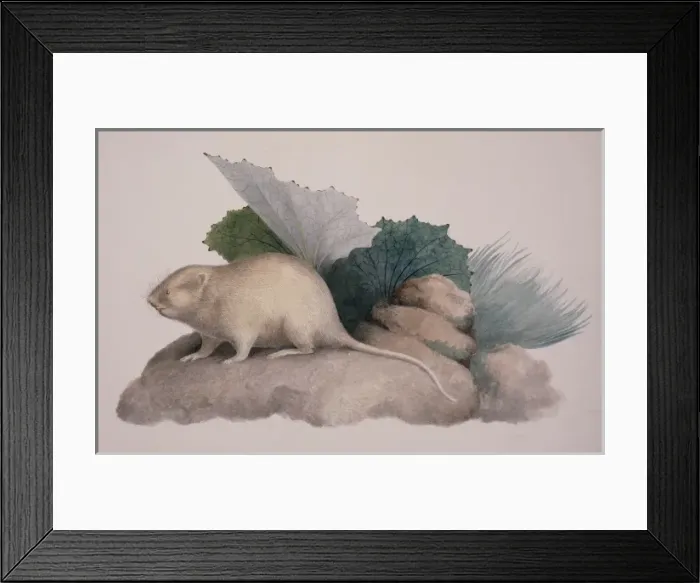 Framed Print : Arvicola terrestris, European water vole Framed Print : Arvicola terrestris, European water vole