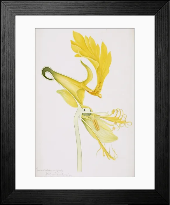 Framed Print : Tropaeolum peregrinum, canary creeper Framed Print : Tropaeolum peregrinum, canary creeper