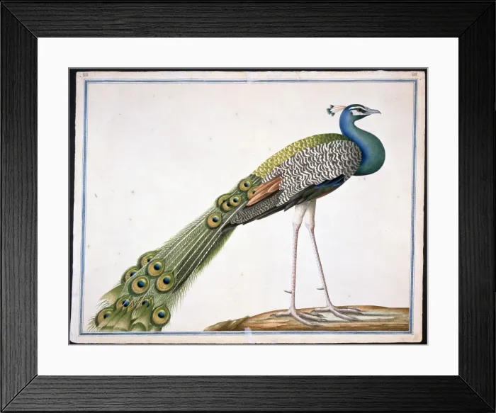 Framed Print : Pavo cristatus, Indian peafowl Framed Print : Pavo cristatus, Indian peafowl