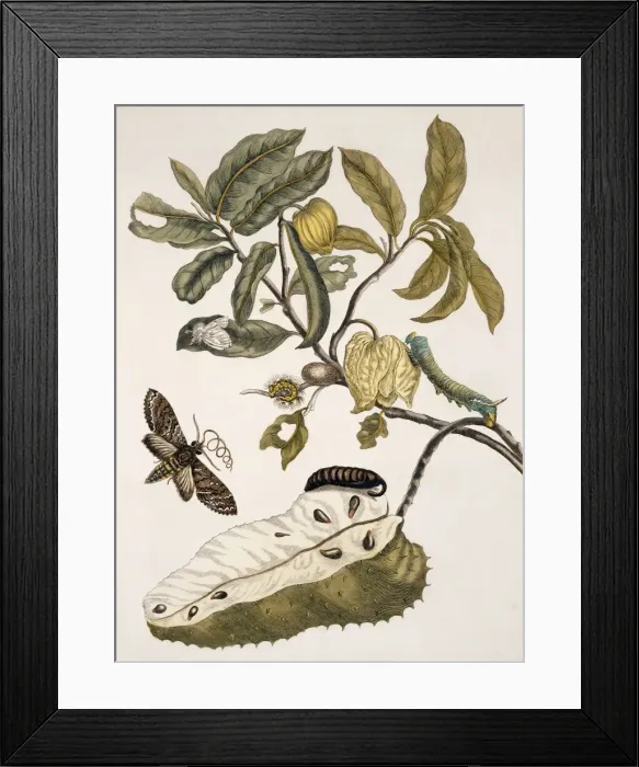 Framed Print : Insects of Surinam Framed Print : Insects of Surinam