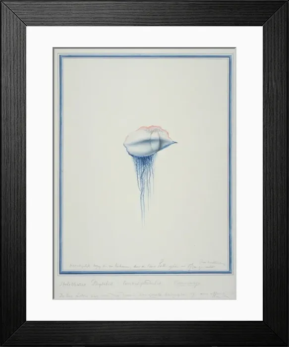Framed Print : Physalia physallis, Portuguese man-of-war Framed Print : Physalia physallis, Portuguese man-of-war