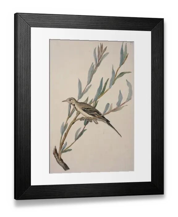 Framed Print : Motacilla alba, white wagtail Framed Print : Motacilla alba, white wagtail