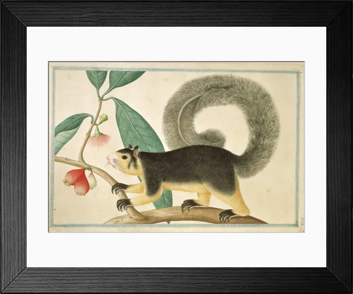 Framed Print : Ratufa macroura, grizzled giant squirrel Framed Print : Ratufa macroura, grizzled giant squirrel