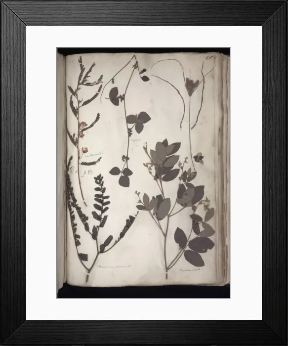 Framed Print : Lawson plant specimens Framed Print : Lawson plant specimens