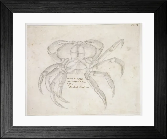 Framed Print : Drawing labelled Land crab