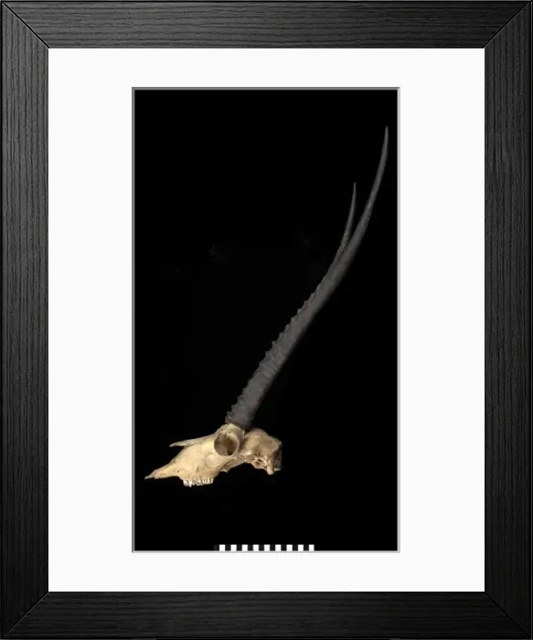 Framed Print : Pantholops hodgsonii (Tibetan antelope or chiru) Framed Print : Pantholops hodgsonii (Tibetan antelope or chiru)