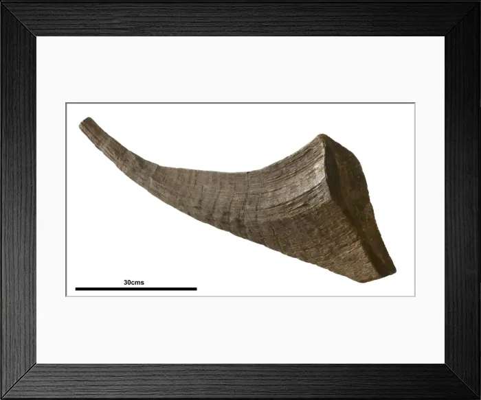 Framed Print : Coelodonta antiquitatis, woolly rhinoceros Framed Print : Coelodonta antiquitatis, woolly rhinoceros