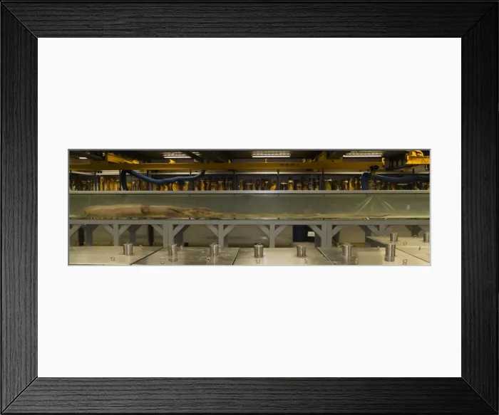 Framed Print : Architeutis dux, giant squid Framed Print : Architeutis dux, giant squid