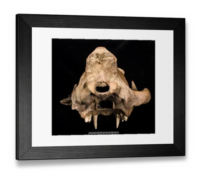 Framed Print : Panthera leo, lion Framed Print : Panthera leo, lion