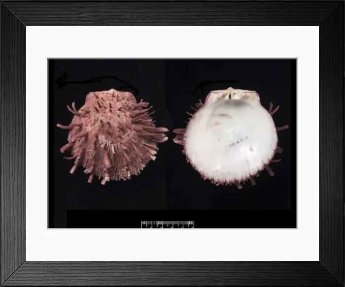 Framed Print : Spondylus gaederopus, European thorny oyster Framed Print : Spondylus gaederopus, European thorny oyster