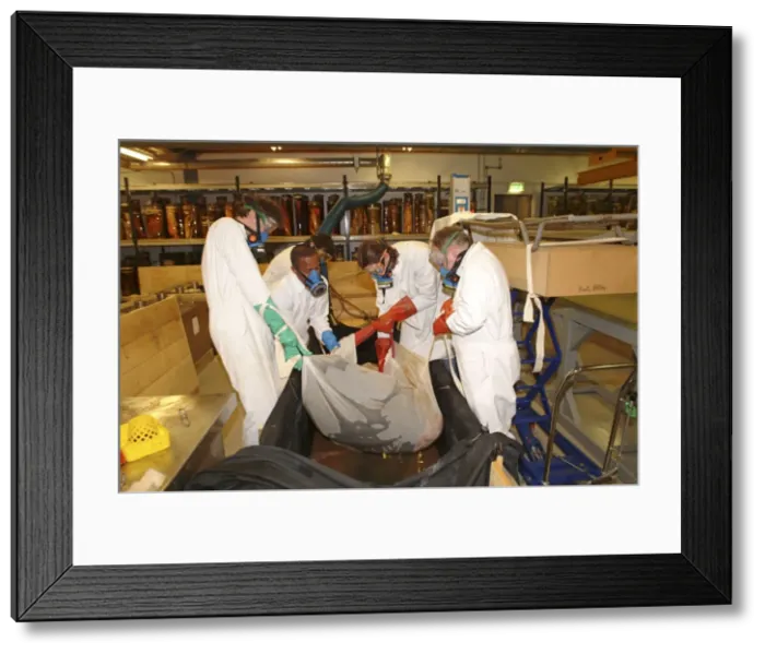 Framed Print : Architeutis dux, giant squid Framed Print : Architeutis dux, giant squid