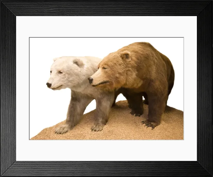 Framed Print : Polar bear- Grizzly bear hybrid Framed Print : Polar bear- Grizzly bear hybrid