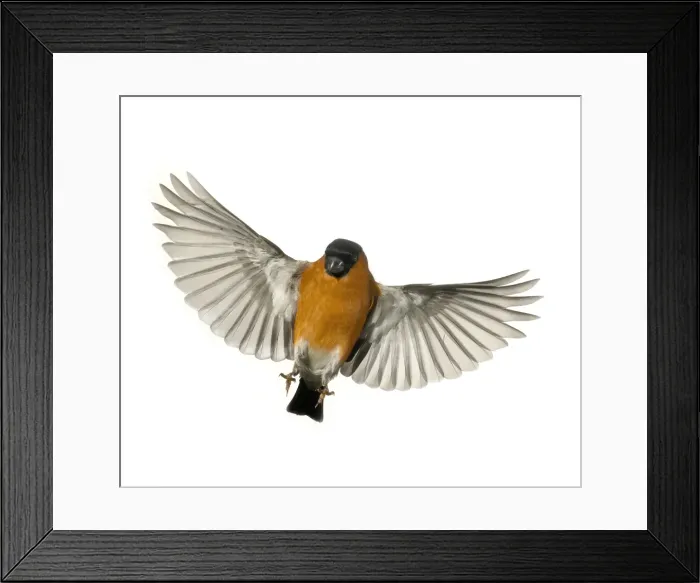 Framed Print : Pyrrhula pyrrhula, bullfinch Framed Print : Pyrrhula pyrrhula, bullfinch
