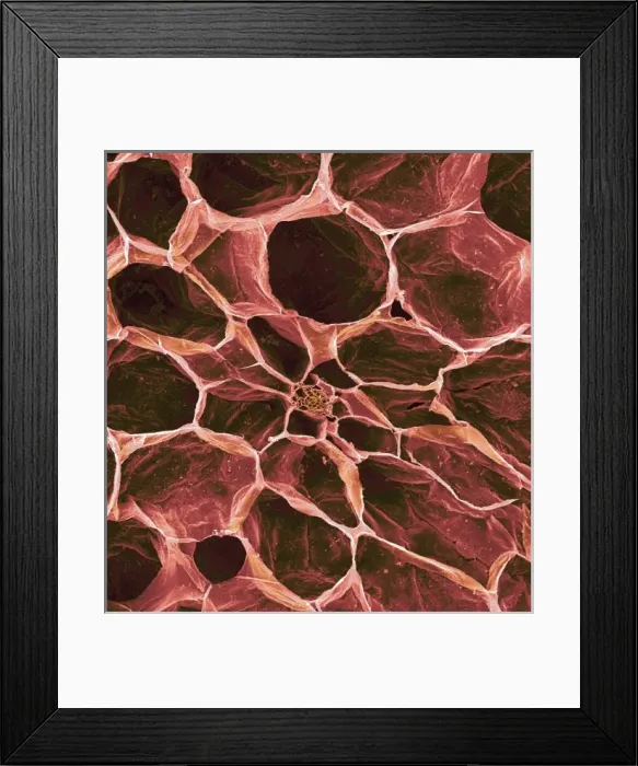 Framed Print : Solanum sp. tomato Framed Print : Solanum sp. tomato