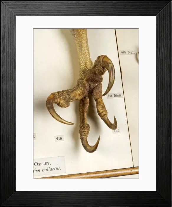 Framed Print : Display of bird feet at the Natural History Museum, London Framed Print : Display of bird feet at the Natural History Museum, London