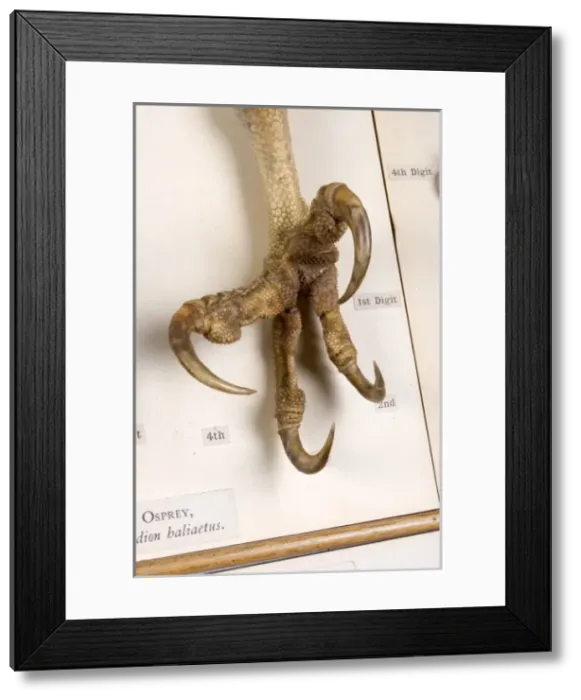Framed Print : Display of bird feet at the Natural History Museum, London Framed Print : Display of bird feet at the Natural History Museum, London