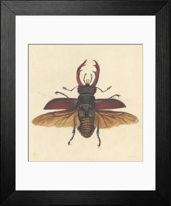 Framed Print : English Insects illustration by James Barbut Framed Print : English Insects illustration by James Barbut