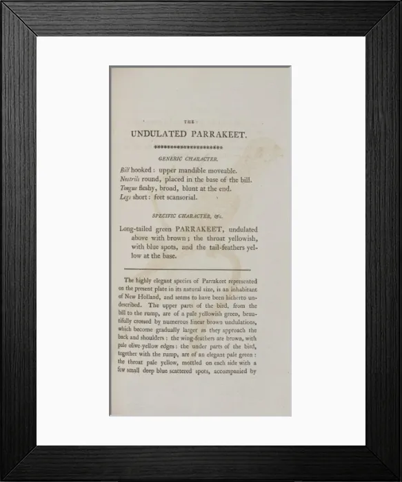 Framed Print : Parakeet undulated Framed Print : Parakeet undulated
