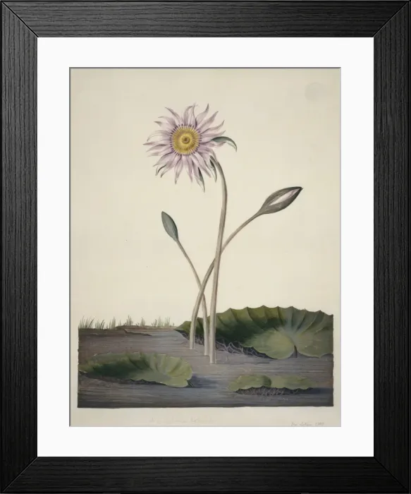 Framed Print : Nelumbo sp. lotus Framed Print : Nelumbo sp. lotus