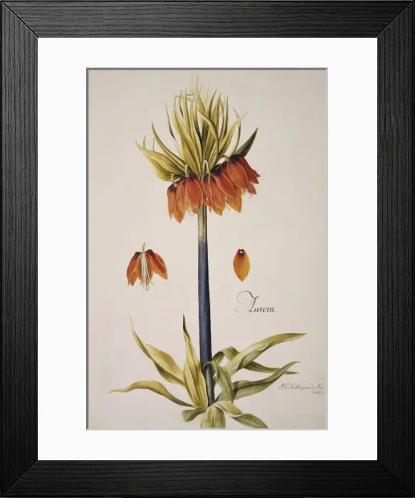 Framed Print : Fritillaria imperialis, crown imperial Framed Print : Fritillaria imperialis, crown imperial