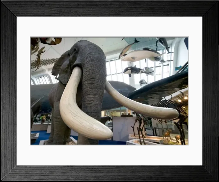 Framed Print : Loxodonta africana, African elephant Framed Print : Loxodonta africana, African elephant