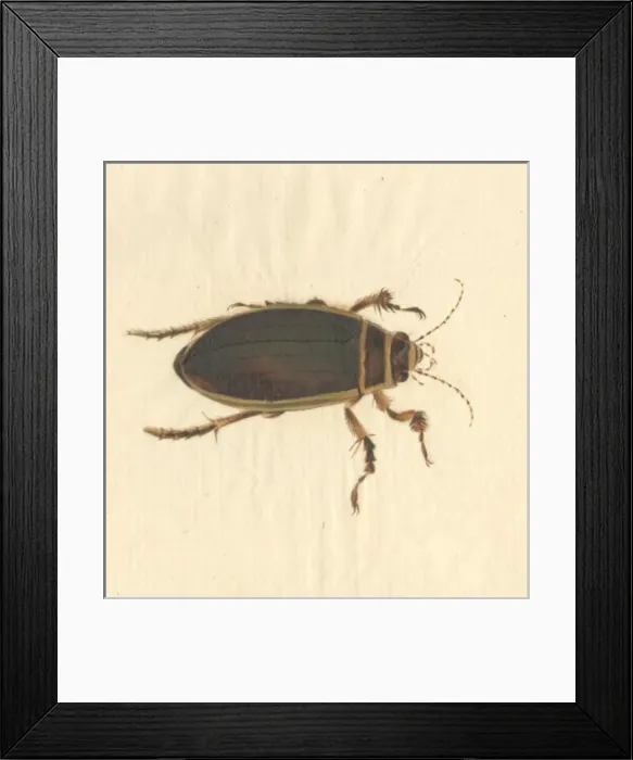 Framed Print : Dytiscus marginalis, great diving beetle (male) Framed Print : Dytiscus marginalis, great diving beetle (male)