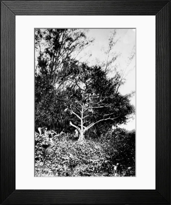 Framed Print : Casuarina sp. ironwood tree and Pandanus sp. screw pine tr Framed Print : Casuarina sp. ironwood tree and Pandanus sp. screw pine tr