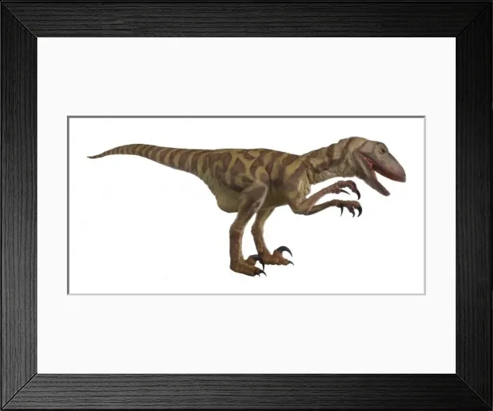 Framed Print : Velociraptor Framed Print : Velociraptor