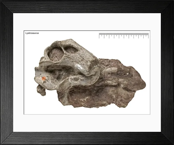 Framed Print : Lystrosaurus Framed Print : Lystrosaurus