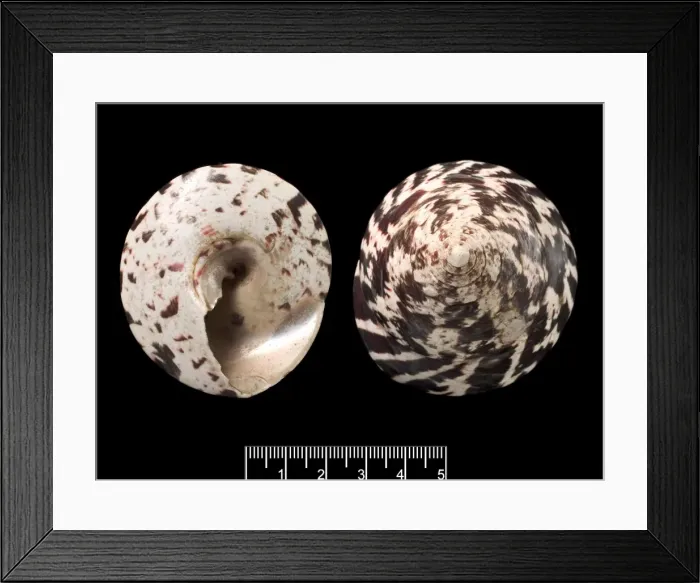 Framed Print : Trochus niloticus, top shell Framed Print : Trochus niloticus, top shell